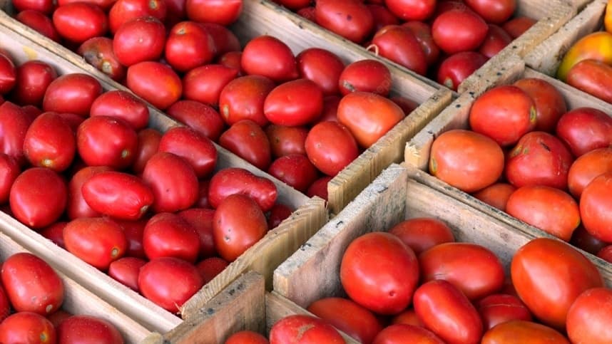 Zoneamento agrícola orienta o plantio de tomate industrial