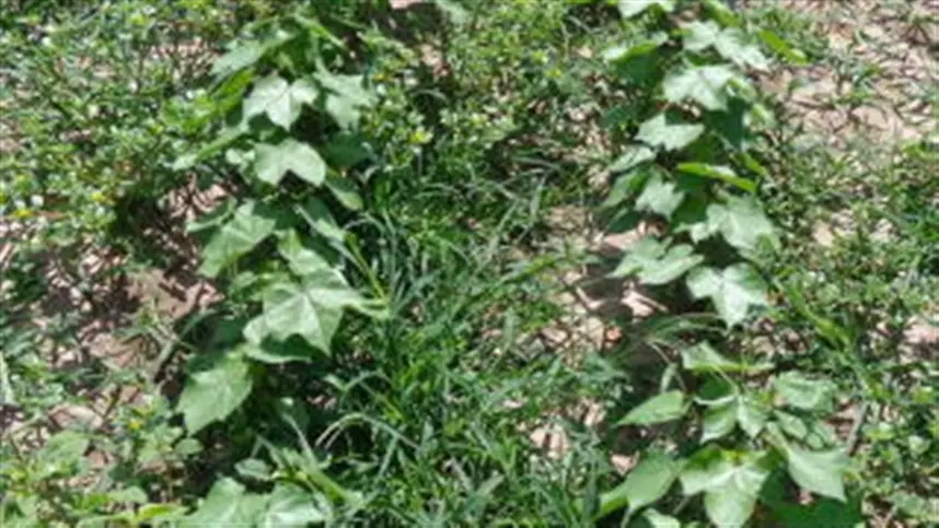 Práticas eficazes para controle de plantas daninhas no Brasil