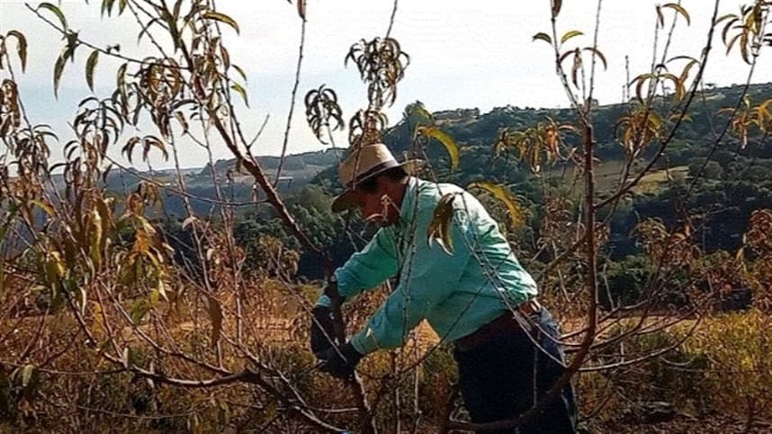 Fruticultores aproveitam o outono para fazer a poda das plantas