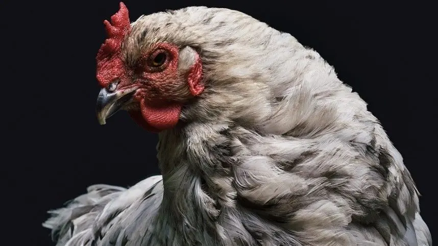 México renova cota de importação de carne de aves