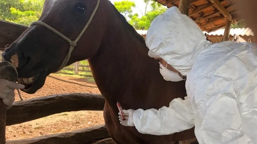 Mais um caso de mormo em equídeo é confirmado no Tocantins