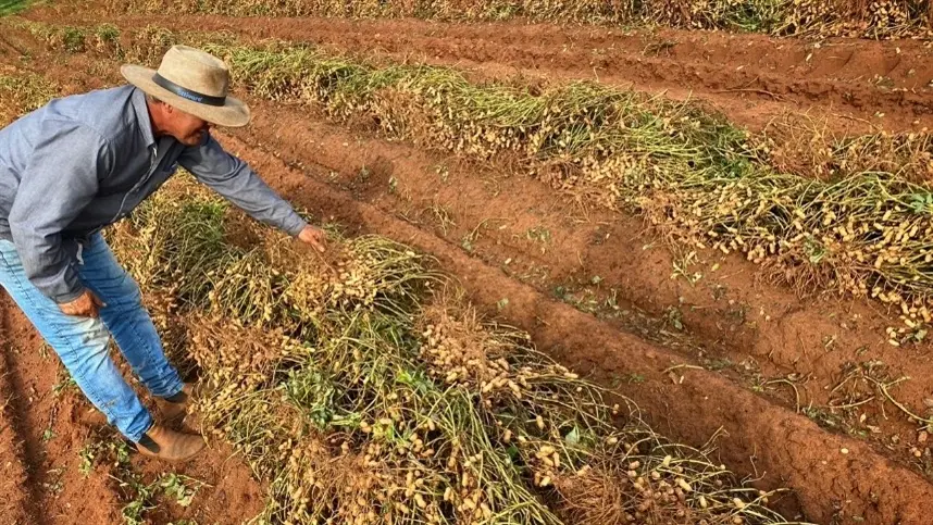 Mapeamento inédito revela poder do amendoim no Brasil