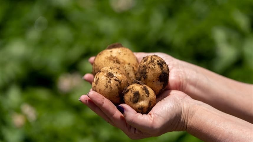 Parceria vai aplicar tecnologia inédita  no Brasil para o cultivo de batatas
