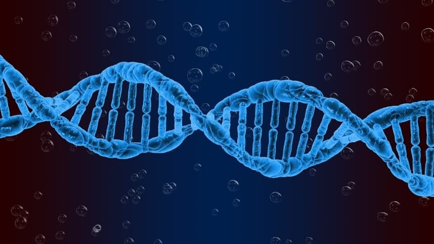 Tomate têm mais genes do que os humanos