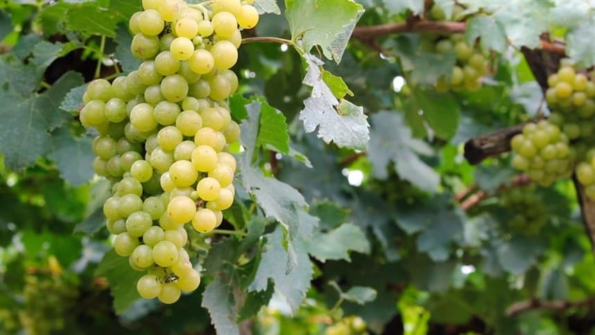 RS: produtor aposta nas uvas para diversificar em Dom Feliciano