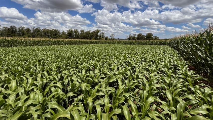 Aumentam áreas de Milho e Sorgo no RS