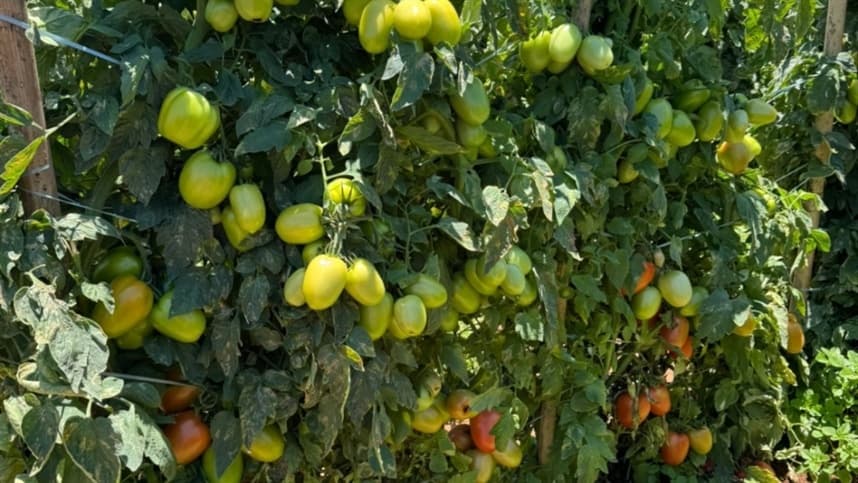 Feira de Negócios do Tomate movimenta o município de Carmópolis de Minas