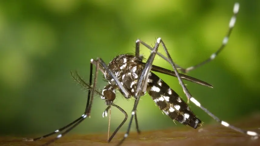 Saiba como evitar o mosquito Aedes aegypti