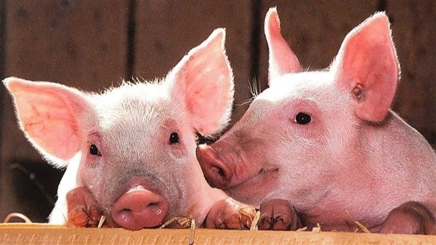 O intestino é responsável por absorver os nutrientes