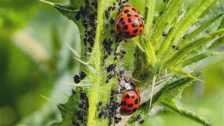 Biológicos podem quebrar hegemonia dos químicos