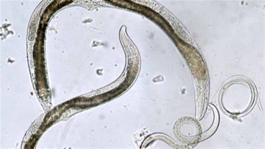 Como controlar o nematoide-de-cisto-da-soja com adubação verde / plantas de cobertura