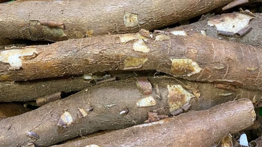 Embrapa e ministérios atuam em ações estratégicas para enfrentamento à vassoura-de-bruxa da mandioca no Amapá e Pará