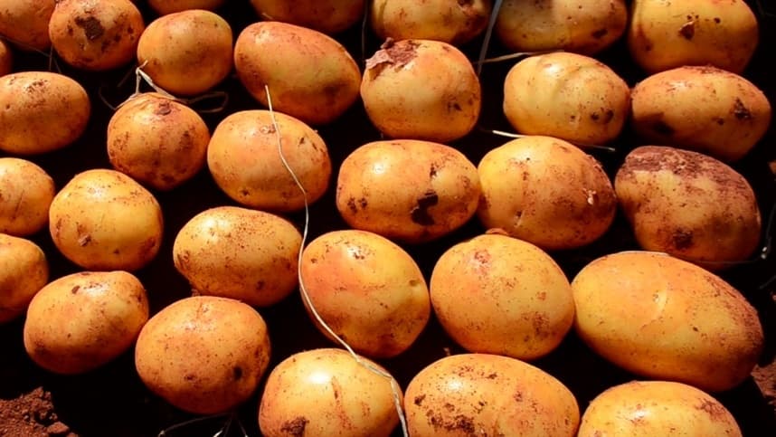 Batatas resistentes ao escaravelho reprodutor