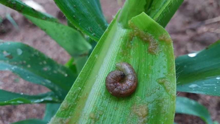 Insetos parasitoides são usados no controle biológico 