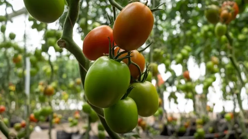 Novos híbridos de tomate resistentes ao vírus rugoso