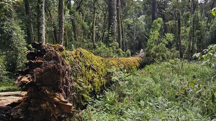 DNA centenário: queda de araucária gigante mobiliza pesquisadores em Caçador/SC