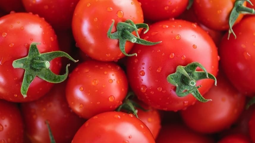 Safra de verão e calor pressionam preços do tomate