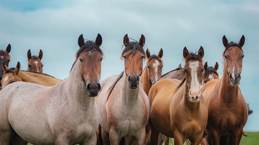 Novos mercados e liquidez marcam primeiro semestre de vendas do Cavalo Crioulo