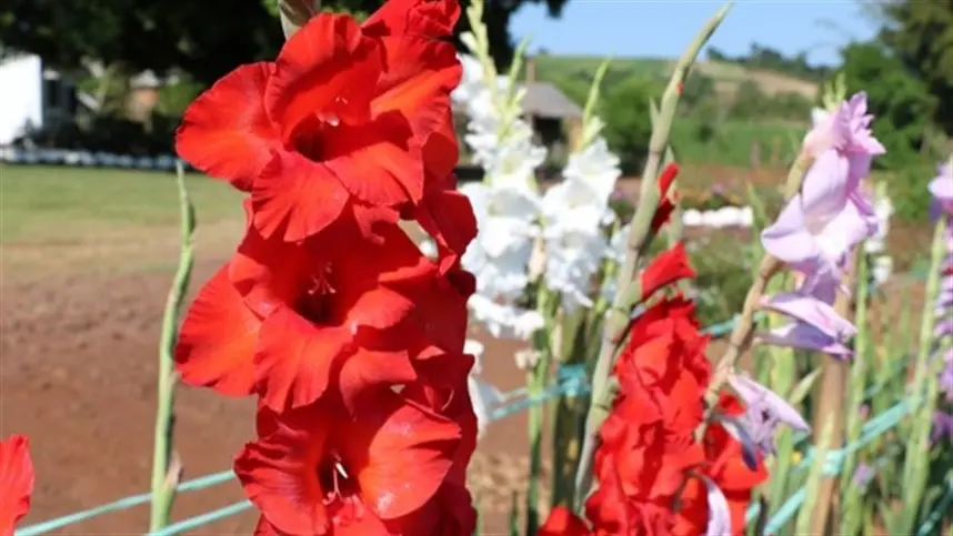 RS: Teutônia realizará Dia de Campo do Projeto Flores Para Todos