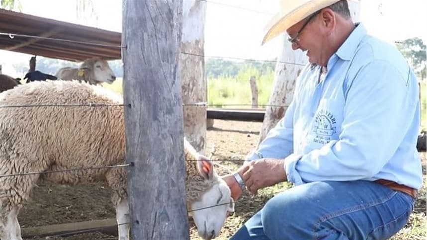 MS: com gestão profissional, produtor de ovinos melhora manejo e gerenciamento após chegada do Senar/MS