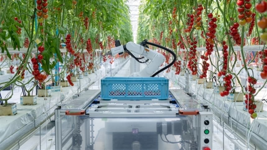 Inteligência artificial facilita cultivo de tomate