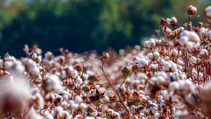 Cotton Brazil Dialogues reúne líderes globais da moda e da cadeia têxtil em imersão pelo algodão brasileiro