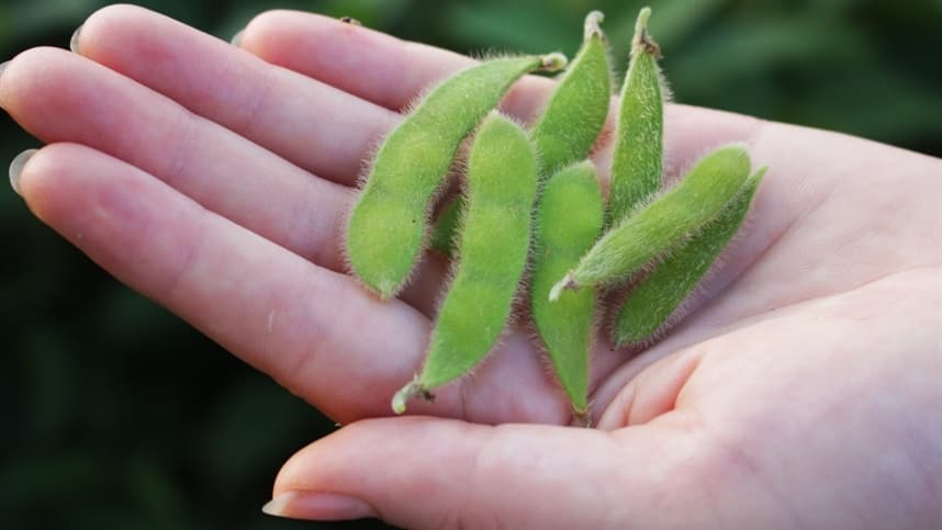 Novo bioestimulante à base de aminoácidos chega ao Brasil