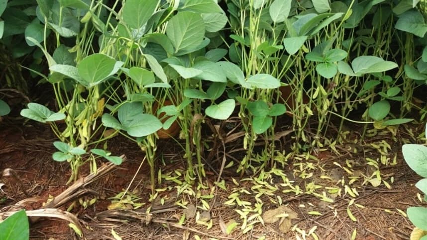 Tecnologia desintoxica planta após aplicação de herbicida
