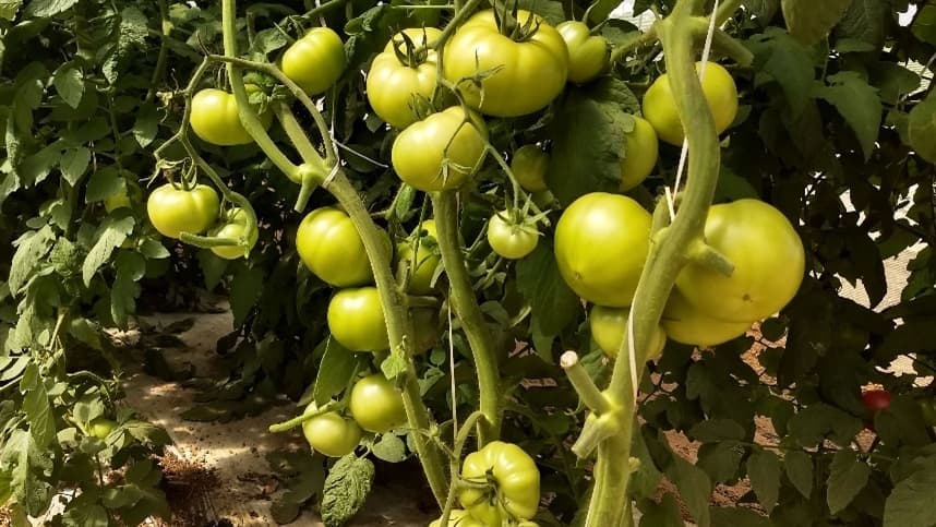 Como reduzir a mancha-bacteriana do tomateiro