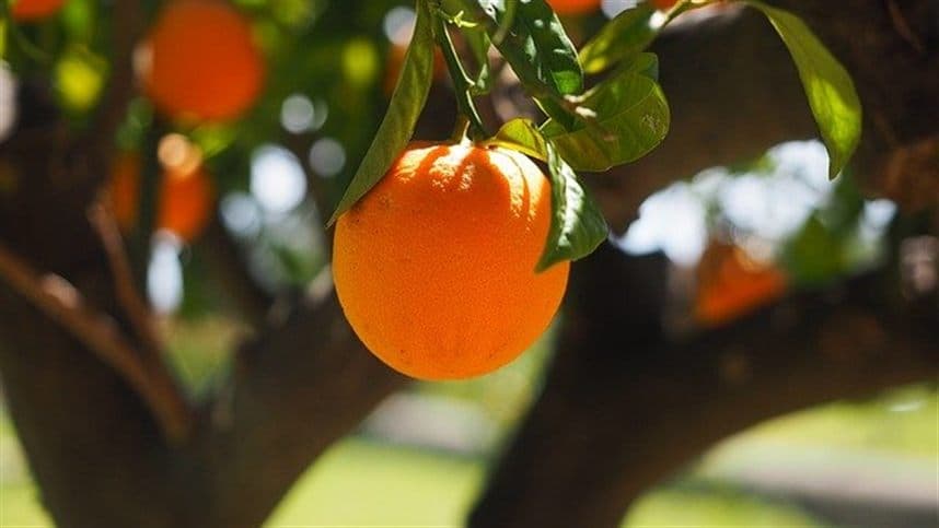 Produção de mudas da laranjeiras