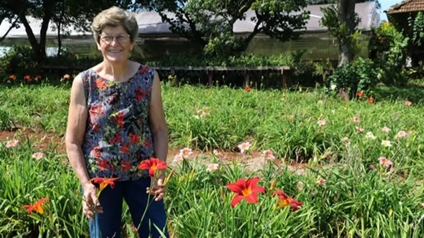 Produtora de Teutônia investe no cultivo de lírio-de-um-dia