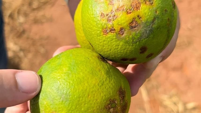 Secretaria da Agricultura faz reunião em Pareci Novo para prevenir o greening