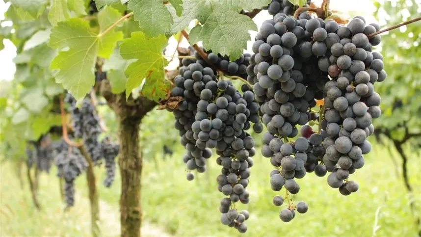 Programa fortalece a produção de uvas e derivados no Paraná