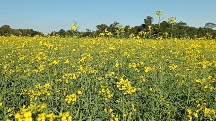 RS: plantio da canola é concluído e plantas apresentam boa sanidade