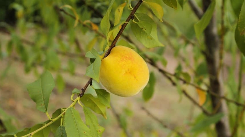 Capacitação técnica trata do cultivo do pêssego em clima tropical de altitude