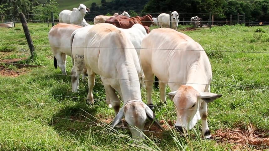 SP se prepara para ser zona livre de febre aftosa sem vacinação