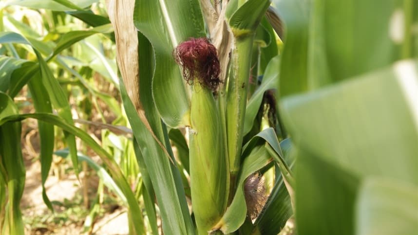 Sete benefícios do uso de fertilizantes potássicos    