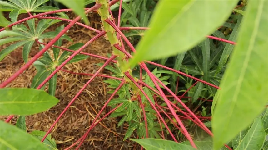 Farinha de Copioba é foco de visita de italianos 