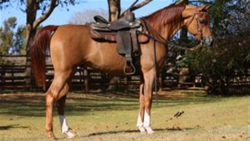 Funcionalidade do cavalo Árabe é destaque do Leilão Haras Cruzeiro