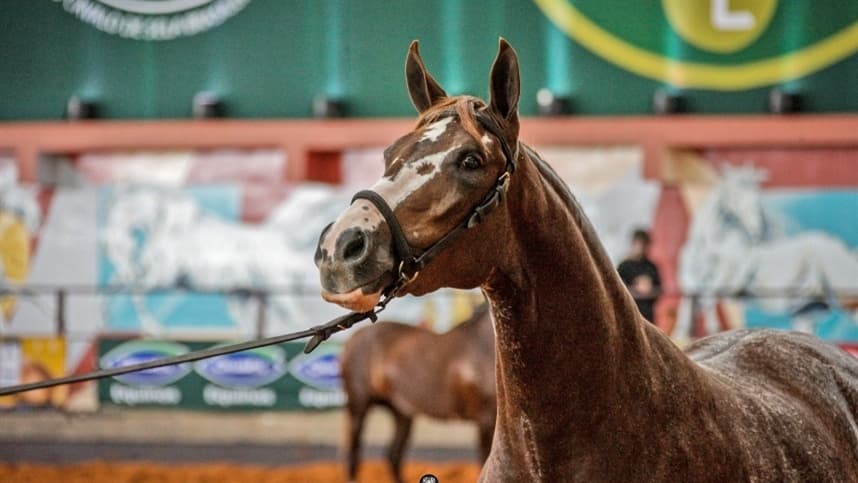 43ª Nacional Mangalarga prossegue até domingo