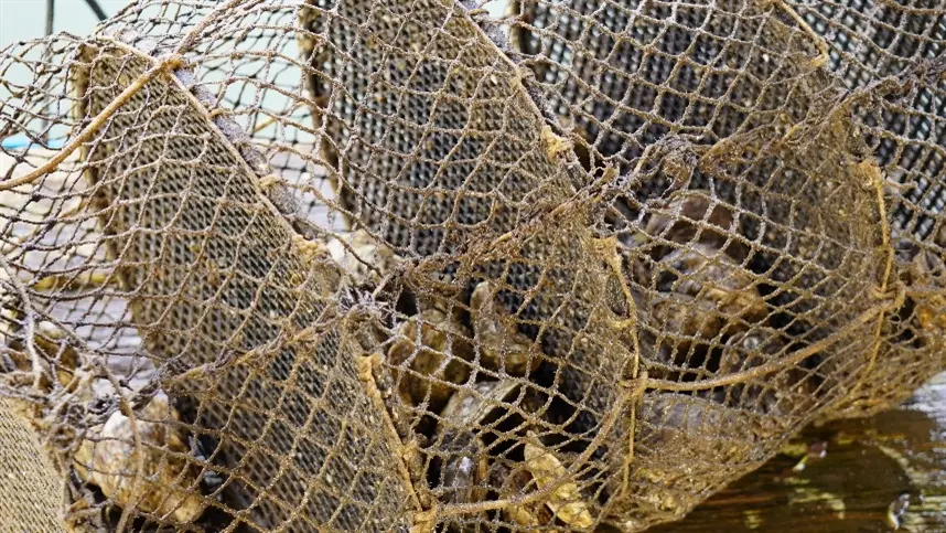 Adapar suspende retirada de ostras em Guaratuba por nível de ficotoxinas acima do limite