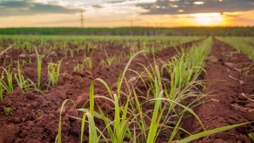 Produtores contribuem para aperfeiçoamento da plataforma AgroBrasil+Sustentável