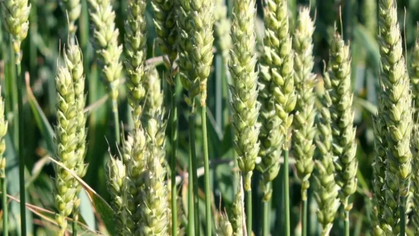 Geadas preocupam produtores de cevada no Rio Grande do Sul