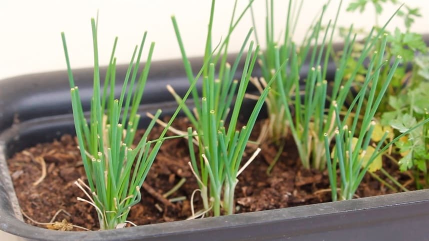 Aprenda a reaproveitar sementes e raízes para plantar horta em casa