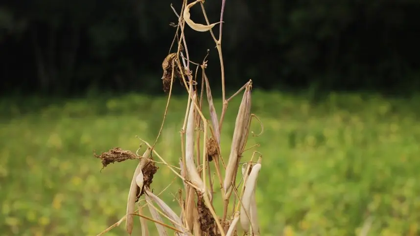 Agricultura encaminha medidas de emergência 