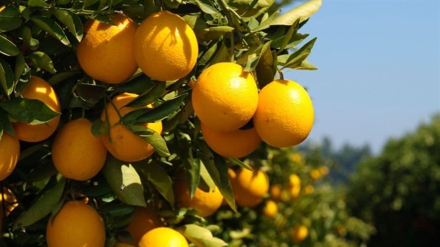 5ª edição da Abertura Oficial da Colheita da Safra da Laranja Valência acontece em Itatiba do Sul