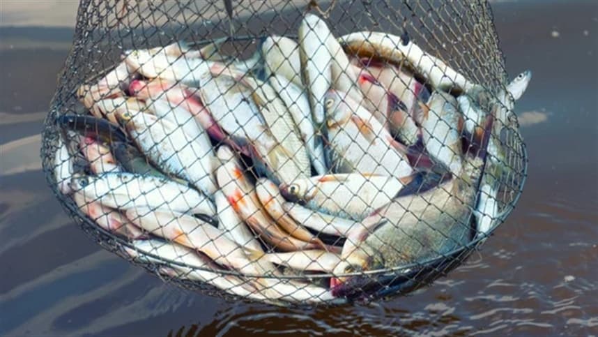 Tarifaço causa queda de 28% nas exportações da piscicultura 