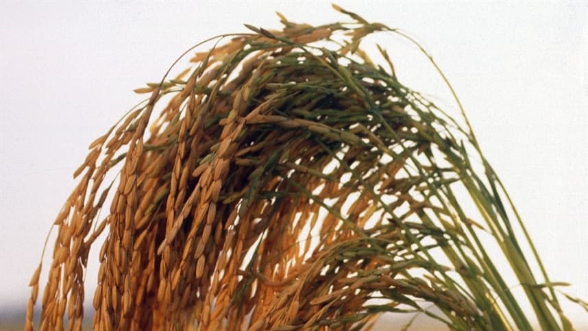 A estratégia busca reduzir a presença de plantas daninhas