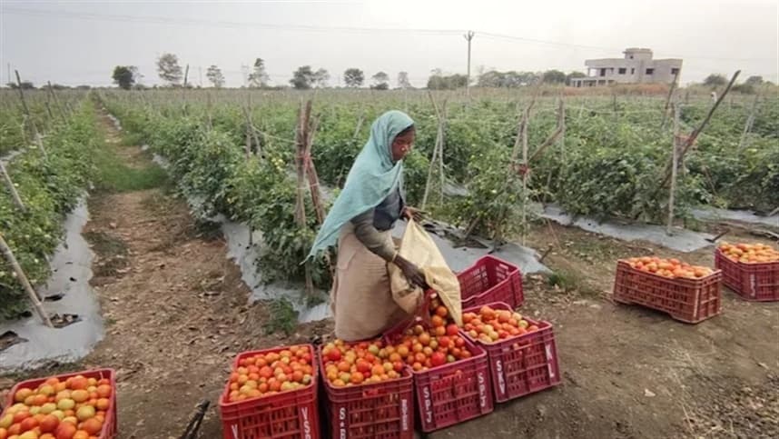 Mudança de clima faz tomate amadurecer mais rápido