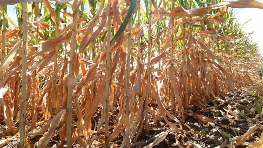 Agricultores enfrentam perdas com a estiagem